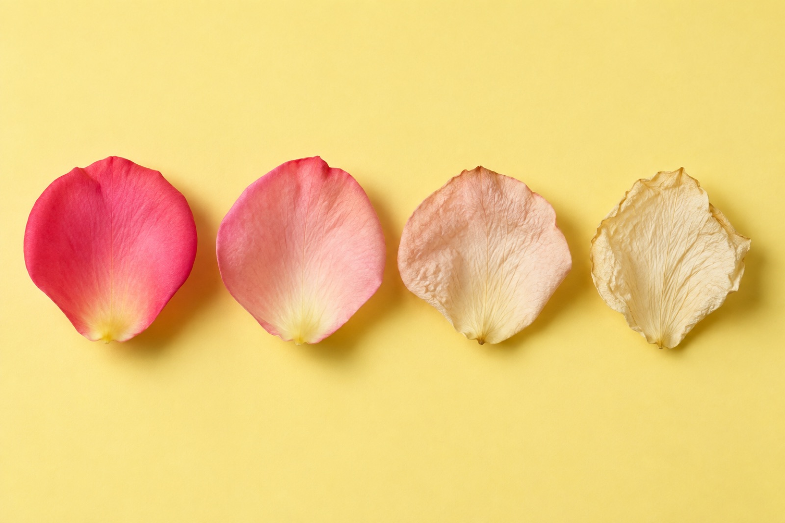 Four rose petals in a row on a yellow background, going from deep pink to a dry pale beige